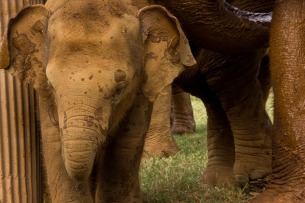 bebe elefante Paz Mercadal